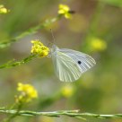 Borboleta (butterfly) Pieris rapae